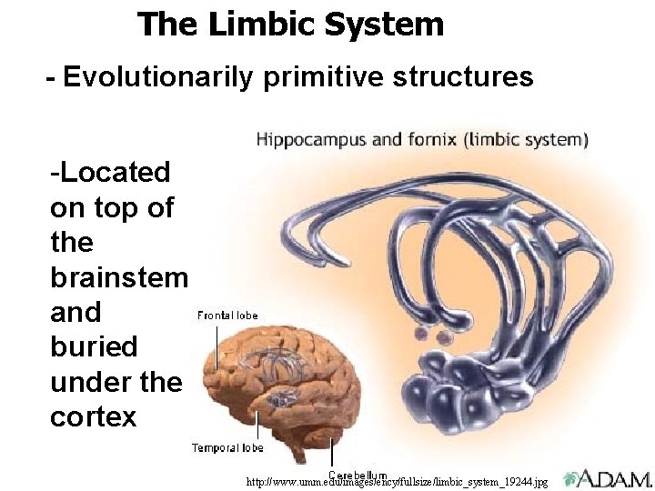 The Limbic System - Evolutionarily primitive structures -Located on top of the brainstem and