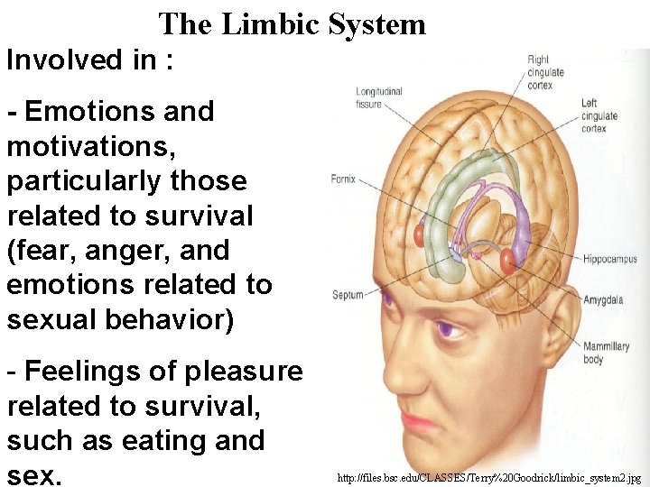 The Limbic System Involved in : - Emotions and motivations, particularly those related to
