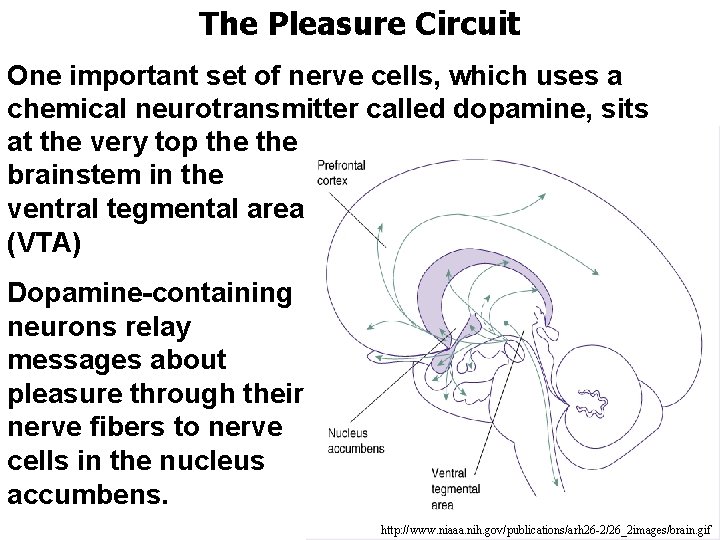 The Pleasure Circuit One important set of nerve cells, which uses a chemical neurotransmitter