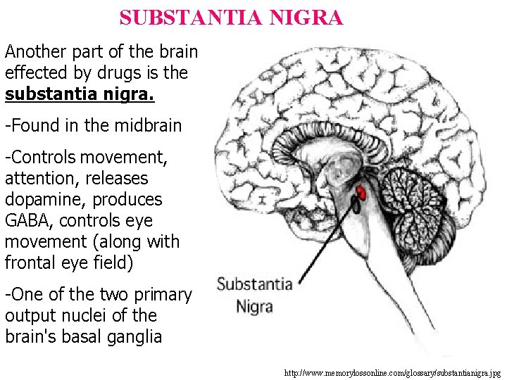 SUBSTANTIA NIGRA Another part of the brain effected by drugs is the substantia nigra.