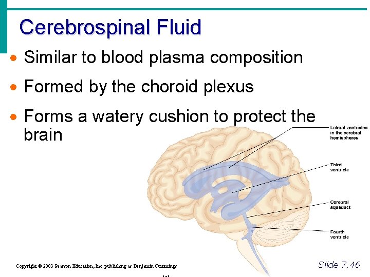 Cerebrospinal Fluid · Similar to blood plasma composition · Formed by the choroid plexus