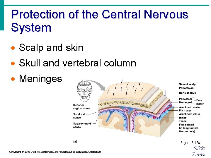 Protection of the Central Nervous System · Scalp and skin · Skull and vertebral