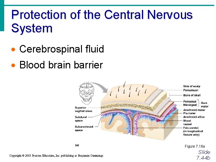 Protection of the Central Nervous System · Cerebrospinal fluid · Blood brain barrier Figure