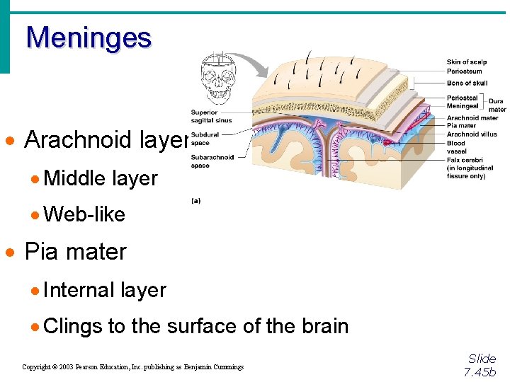 Meninges · Arachnoid layer · Middle layer · Web-like · Pia mater · Internal