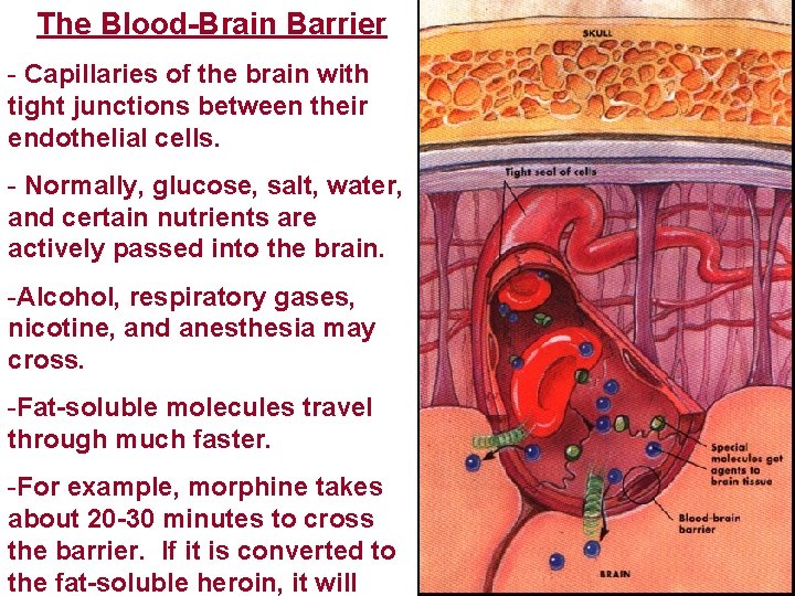 The Blood-Brain Barrier - Capillaries of the brain with tight junctions between their endothelial