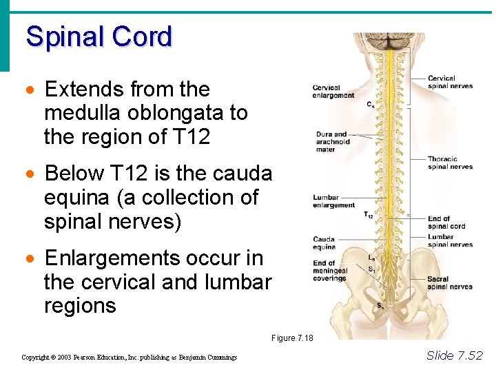 Spinal Cord · Extends from the medulla oblongata to the region of T 12
