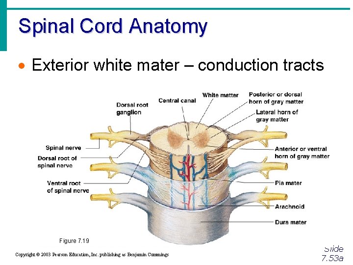 Spinal Cord Anatomy · Exterior white mater – conduction tracts Figure 7. 19 Copyright