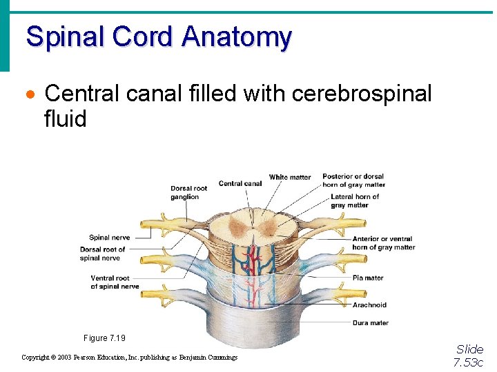 Spinal Cord Anatomy · Central canal filled with cerebrospinal fluid Figure 7. 19 Copyright