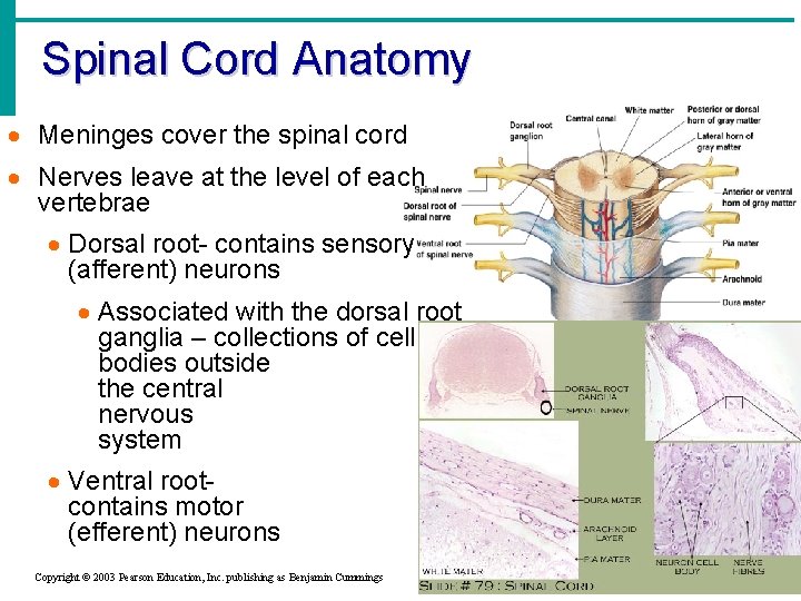 Spinal Cord Anatomy · Meninges cover the spinal cord · Nerves leave at the