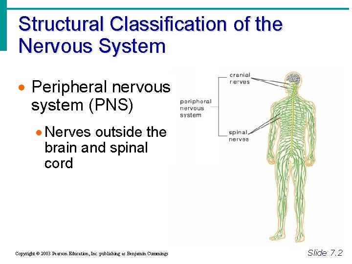 Structural Classification of the Nervous System · Peripheral nervous system (PNS) · Nerves outside