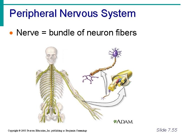 Peripheral Nervous System · Nerve = bundle of neuron fibers Copyright © 2003 Pearson