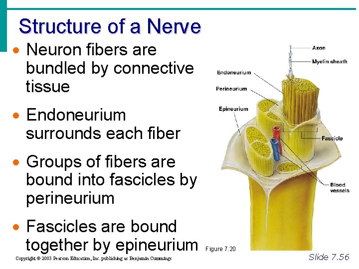 Structure of a Nerve · Neuron fibers are bundled by connective tissue · Endoneurium