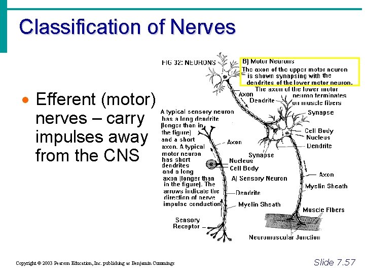 Classification of Nerves · Efferent (motor) nerves – carry impulses away from the CNS