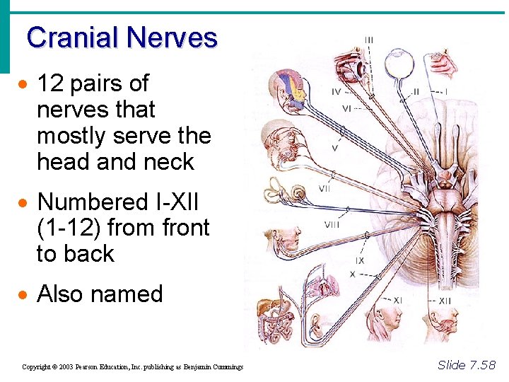 Cranial Nerves · 12 pairs of nerves that mostly serve the head and neck