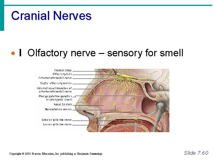 Cranial Nerves · I Olfactory nerve – sensory for smell Copyright © 2003 Pearson