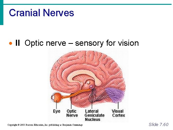 Cranial Nerves · II Optic nerve – sensory for vision Copyright © 2003 Pearson