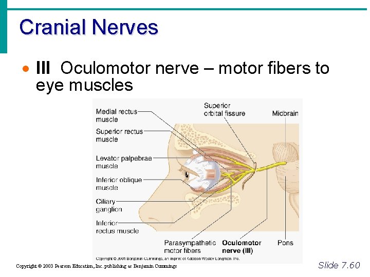 Cranial Nerves · III Oculomotor nerve – motor fibers to eye muscles Copyright ©