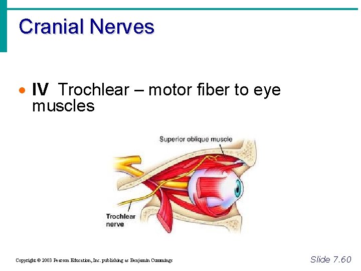 Cranial Nerves · IV Trochlear – motor fiber to eye muscles Copyright © 2003
