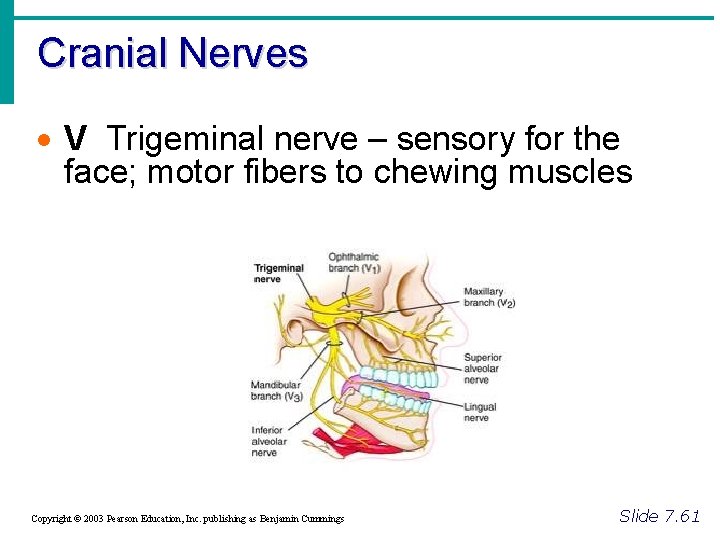 Cranial Nerves · V Trigeminal nerve – sensory for the face; motor fibers to