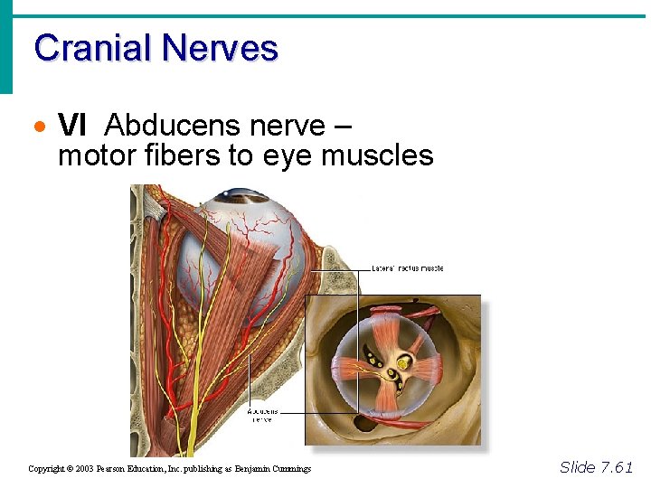 Cranial Nerves · VI Abducens nerve – motor fibers to eye muscles Copyright ©