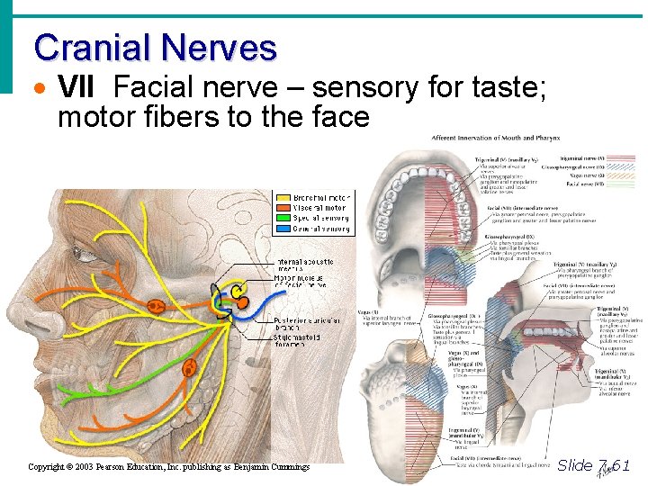 Cranial Nerves · VII Facial nerve – sensory for taste; motor fibers to the