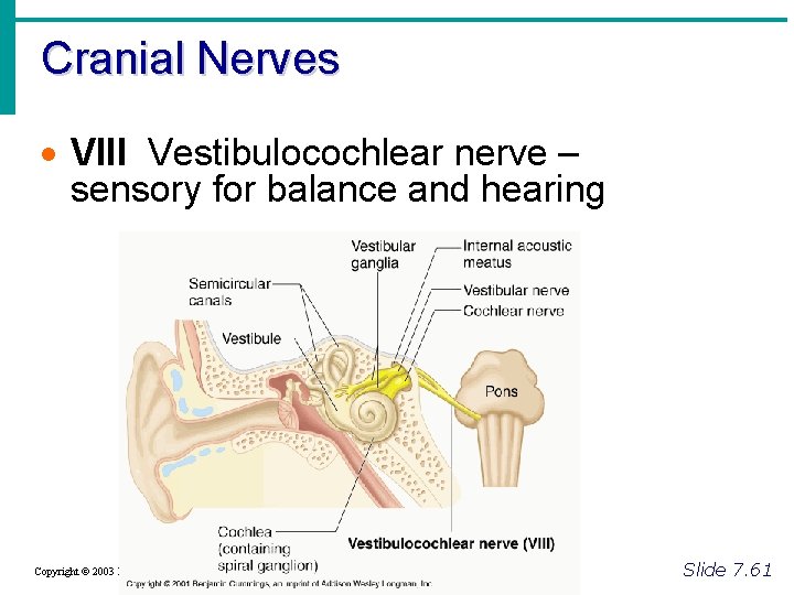 Cranial Nerves · VIII Vestibulocochlear nerve – sensory for balance and hearing Copyright ©