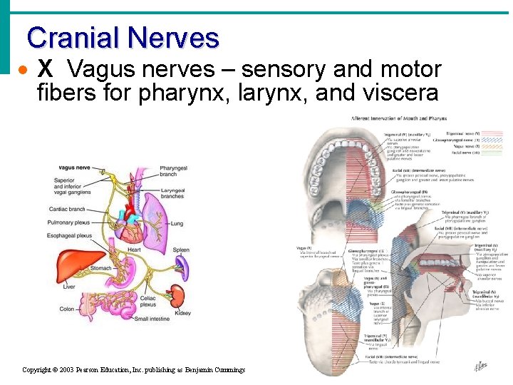 Cranial Nerves · X Vagus nerves – sensory and motor fibers for pharynx, larynx,