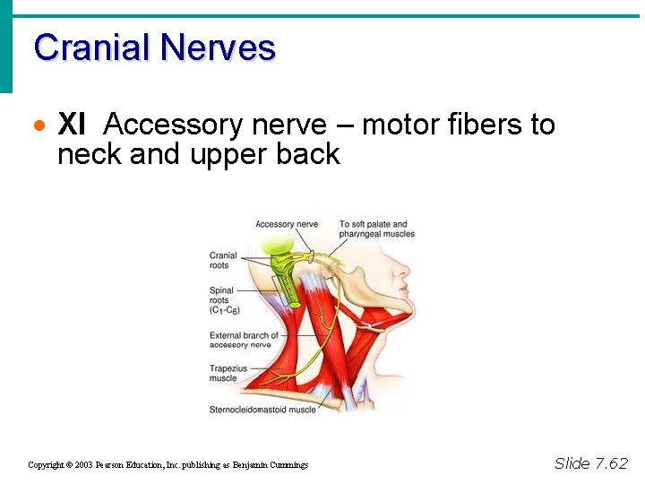 Cranial Nerves · XI Accessory nerve – motor fibers to neck and upper back