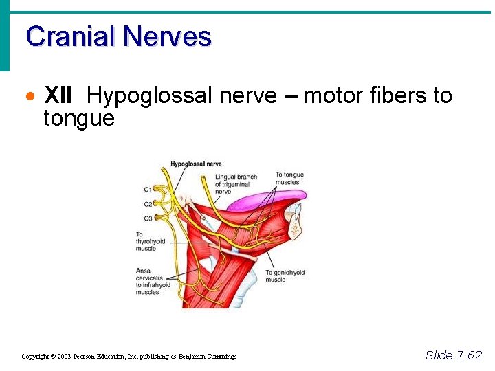 Cranial Nerves · XII Hypoglossal nerve – motor fibers to tongue Copyright © 2003