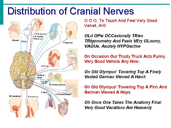 Distribution of Cranial Nerves O O O, To Touch And Feel Very Good Velvet,