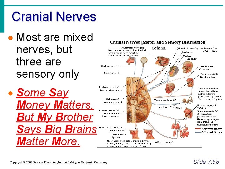 Cranial Nerves · Most are mixed nerves, but three are sensory only · Some