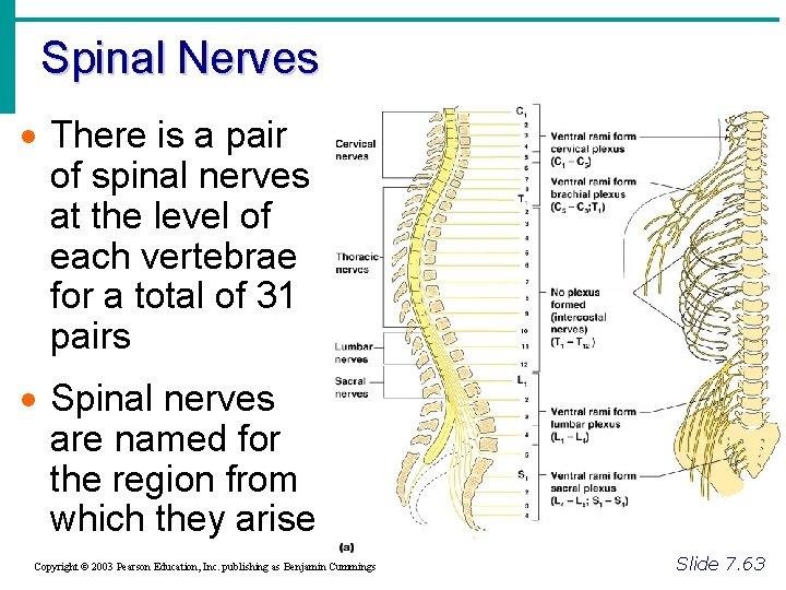Spinal Nerves · There is a pair of spinal nerves at the level of