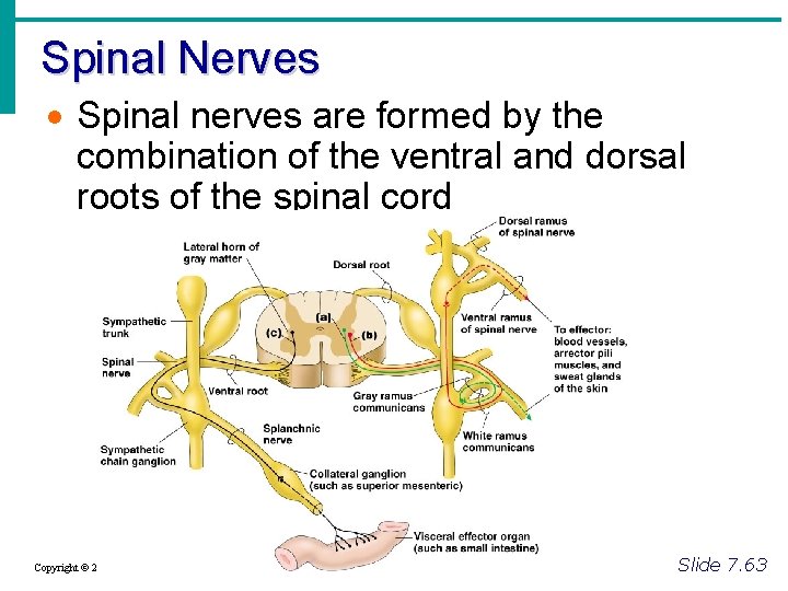Spinal Nerves · Spinal nerves are formed by the combination of the ventral and