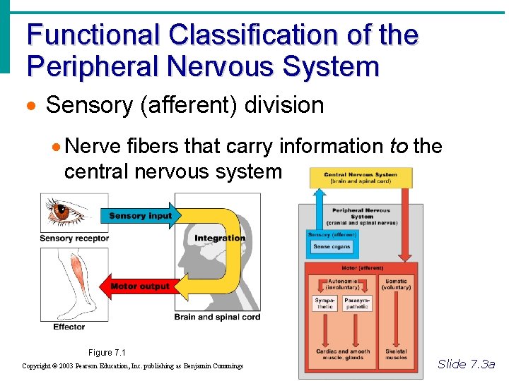 Functional Classification of the Peripheral Nervous System · Sensory (afferent) division · Nerve fibers
