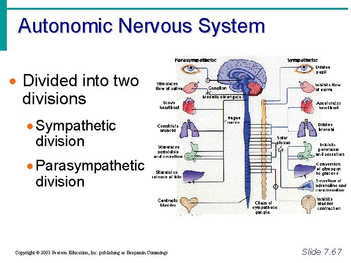 Autonomic Nervous System · Divided into two divisions · Sympathetic division · Parasympathetic division