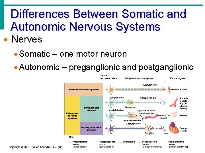 Differences Between Somatic and Autonomic Nervous Systems · Nerves · Somatic – one motor