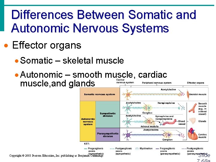 Differences Between Somatic and Autonomic Nervous Systems · Effector organs · Somatic – skeletal