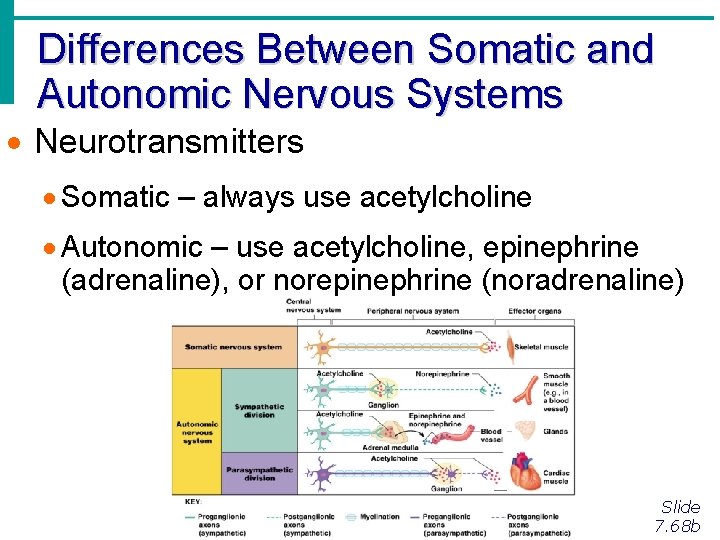 Differences Between Somatic and Autonomic Nervous Systems · Neurotransmitters · Somatic – always use