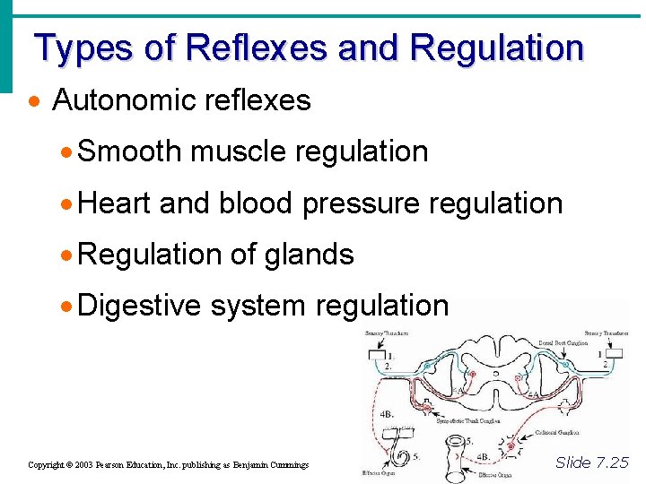 Types of Reflexes and Regulation · Autonomic reflexes · Smooth muscle regulation · Heart