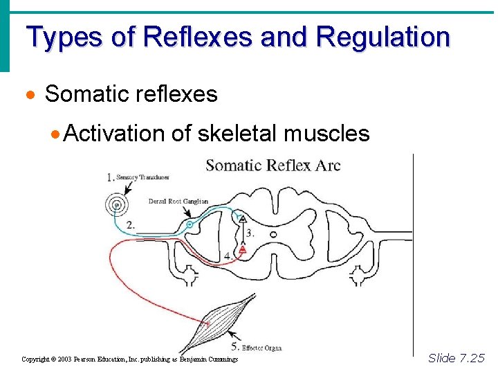 Types of Reflexes and Regulation · Somatic reflexes · Activation of skeletal muscles Copyright