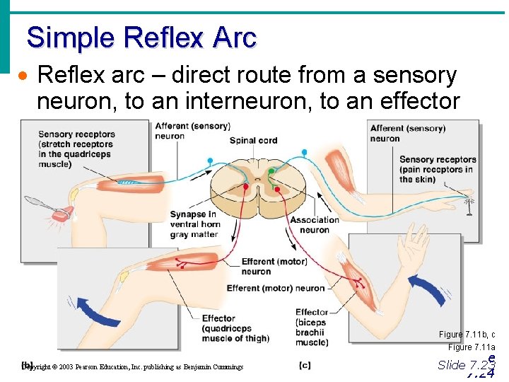 Simple Reflex Arc · Reflex arc – direct route from a sensory neuron, to