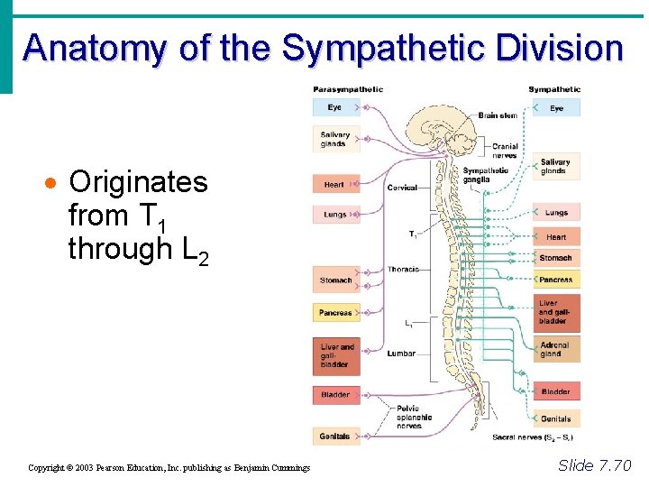 Anatomy of the Sympathetic Division · Originates from T 1 through L 2 Copyright