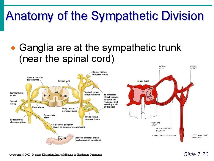 Anatomy of the Sympathetic Division · Ganglia are at the sympathetic trunk (near the