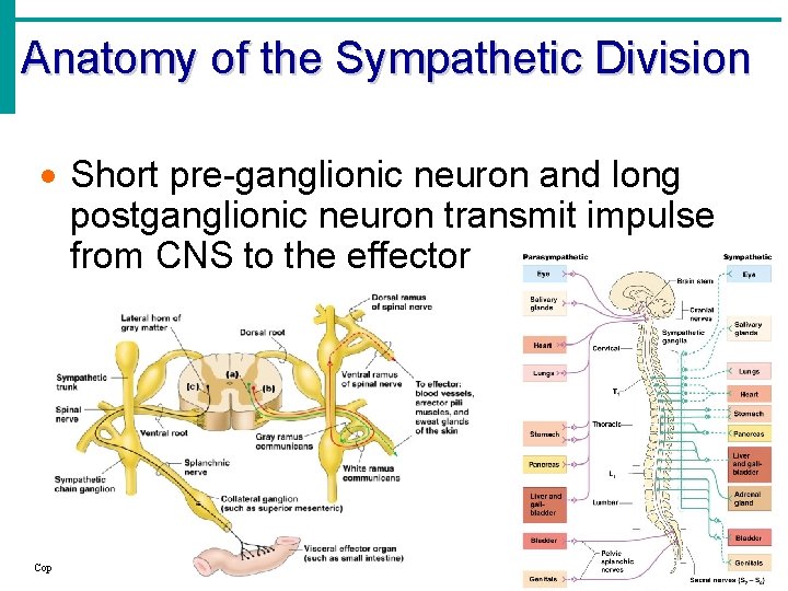 Anatomy of the Sympathetic Division · Short pre-ganglionic neuron and long postganglionic neuron transmit