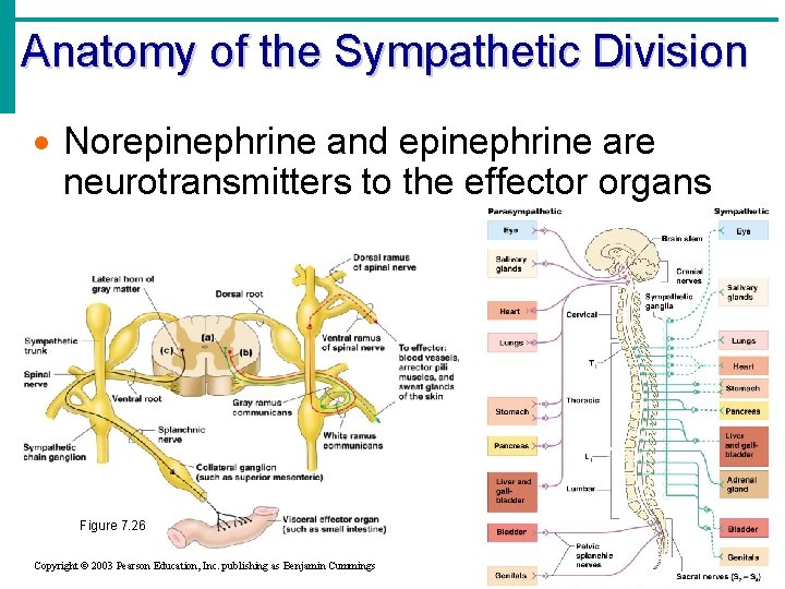 Anatomy of the Sympathetic Division · Norepinephrine and epinephrine are neurotransmitters to the effector