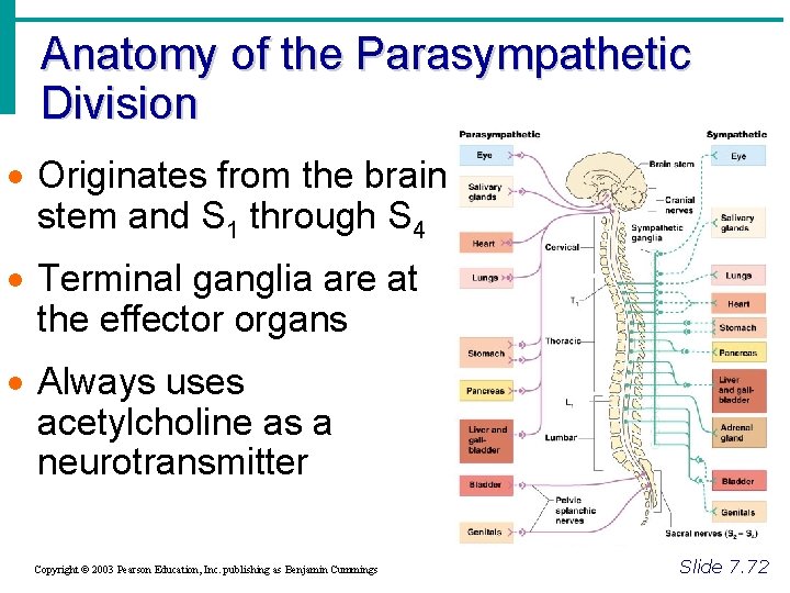 Anatomy of the Parasympathetic Division · Originates from the brain stem and S 1