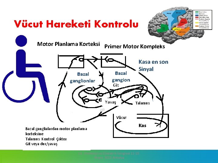 Vücut Hareketi Kontrolu Motor Planlama Korteksi Primer Motor Kompleks Bazal ganglionlarl Bazal gangion Kasa