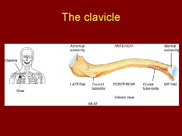 The clavicle 