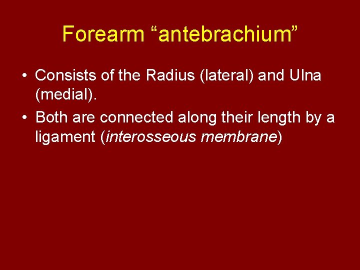 Forearm “antebrachium” • Consists of the Radius (lateral) and Ulna (medial). • Both are