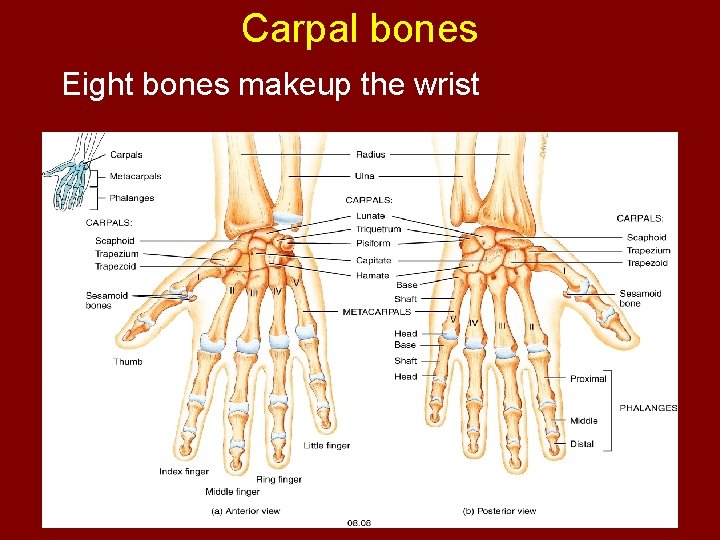 Carpal bones Eight bones makeup the wrist 